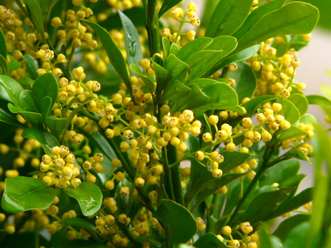 ประยงค์ Aglaia odorata Lour. <br/>Meliaceae